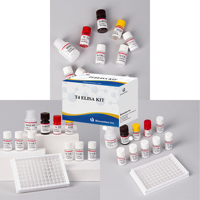 Test d'hormone thyroïdienne T4 triiodothyronine ELISA