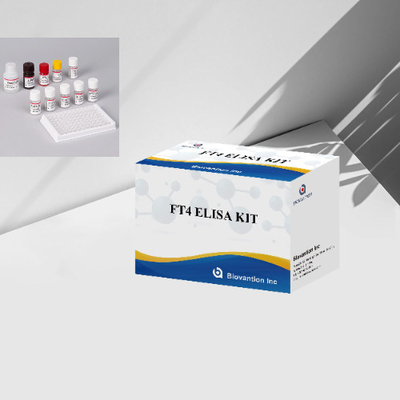 FT4 Kit de test Elisa Kit de test quantitatif lié aux enzymes immunologiques sans thyroxine