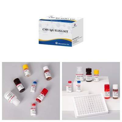 Réactifs d'immunothérapie enzymatique Kit de test Elisa pour la détection des anticorps CMV contre le cytomégalovirus