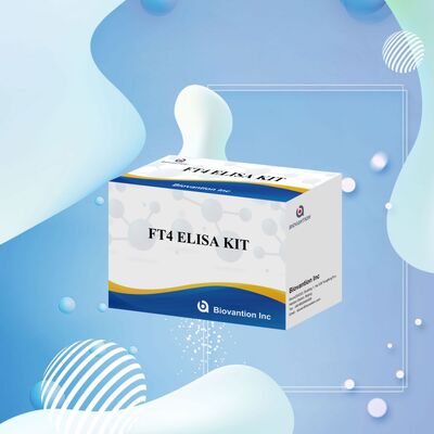 Kit de test ELISA FT4 précis avec une spécificité de 98 % et une sensibilité de 95 % pour les troubles de la thyroïde (96 tests)