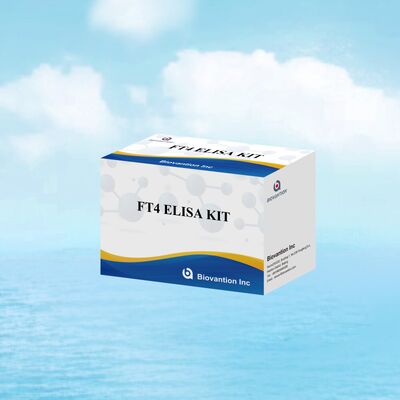 Kit de test ELISA FT4 précis avec une spécificité de 98 % et une sensibilité de 95 % pour les troubles de la thyroïde (96 tests)